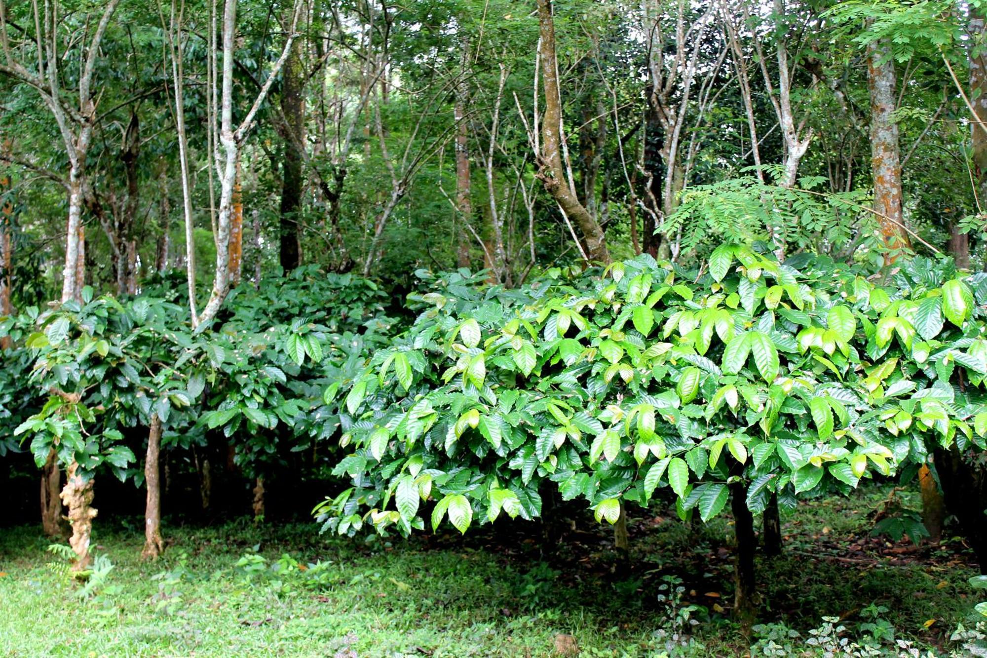 Woodside Homestay Wayanad Batheri Extérieur photo