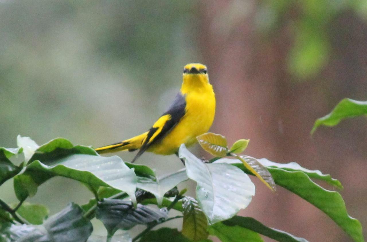 Woodside Homestay Wayanad Batheri Extérieur photo