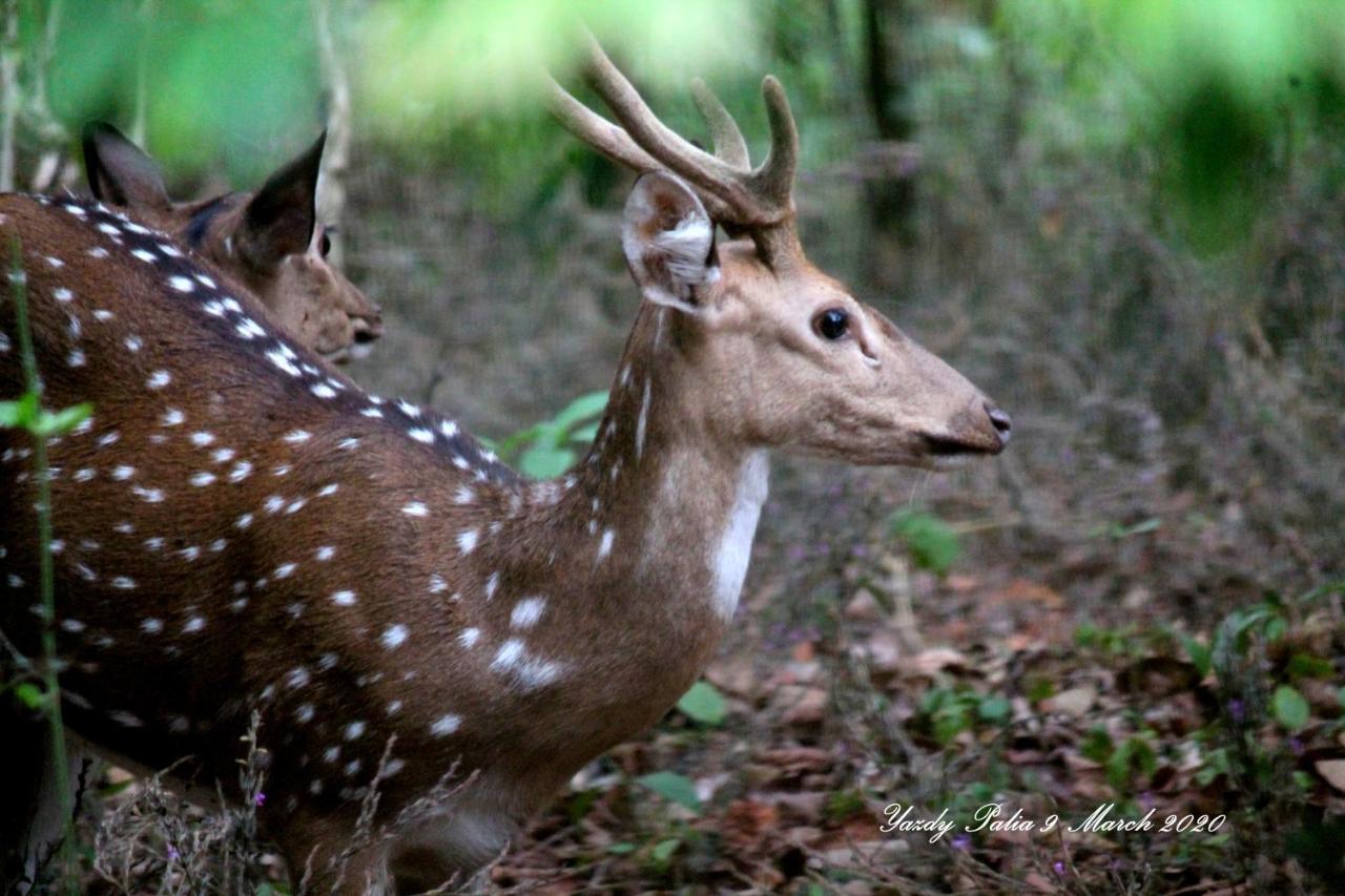 Woodside Homestay Wayanad Batheri Extérieur photo
